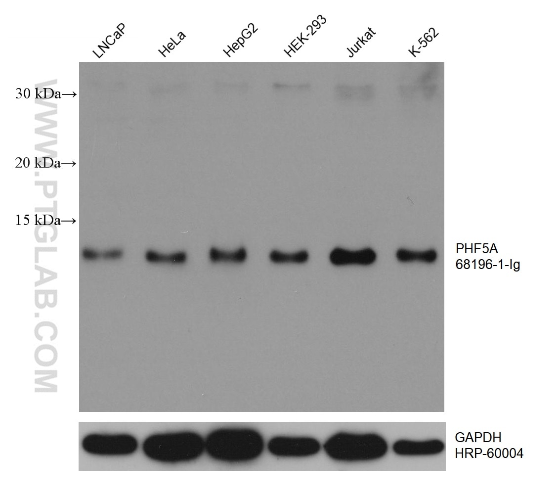 Western Blot (WB) analysis of various lysates using PHF5A Monoclonal antibody (68196-1-Ig)