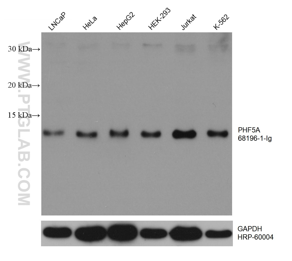 WB analysis using 68196-1-Ig