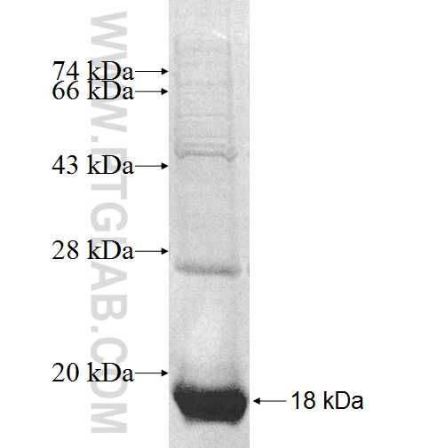 INI-1 fusion protein Ag7804 SDS-PAGE