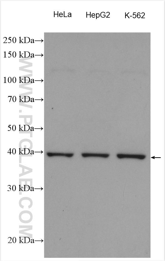 Western Blot (WB) analysis of various lysates using PHF6 Polyclonal antibody (51062-1-AP)