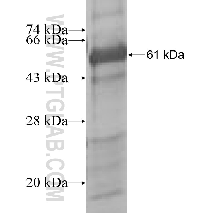 PHF6 fusion protein Ag8607 SDS-PAGE