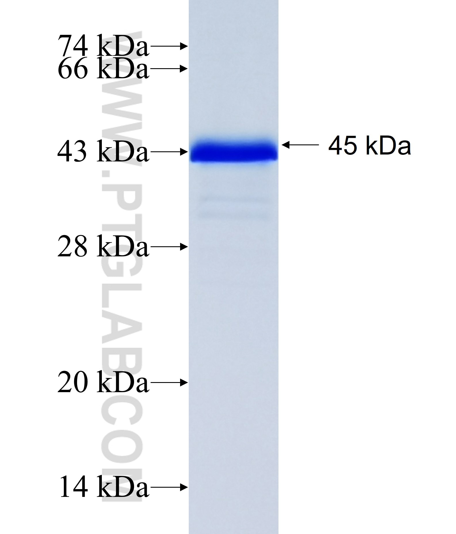 PHF7 fusion protein Ag35079 SDS-PAGE