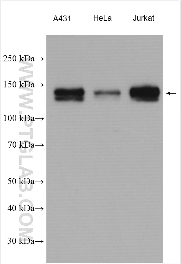 WB analysis using 29516-1-AP