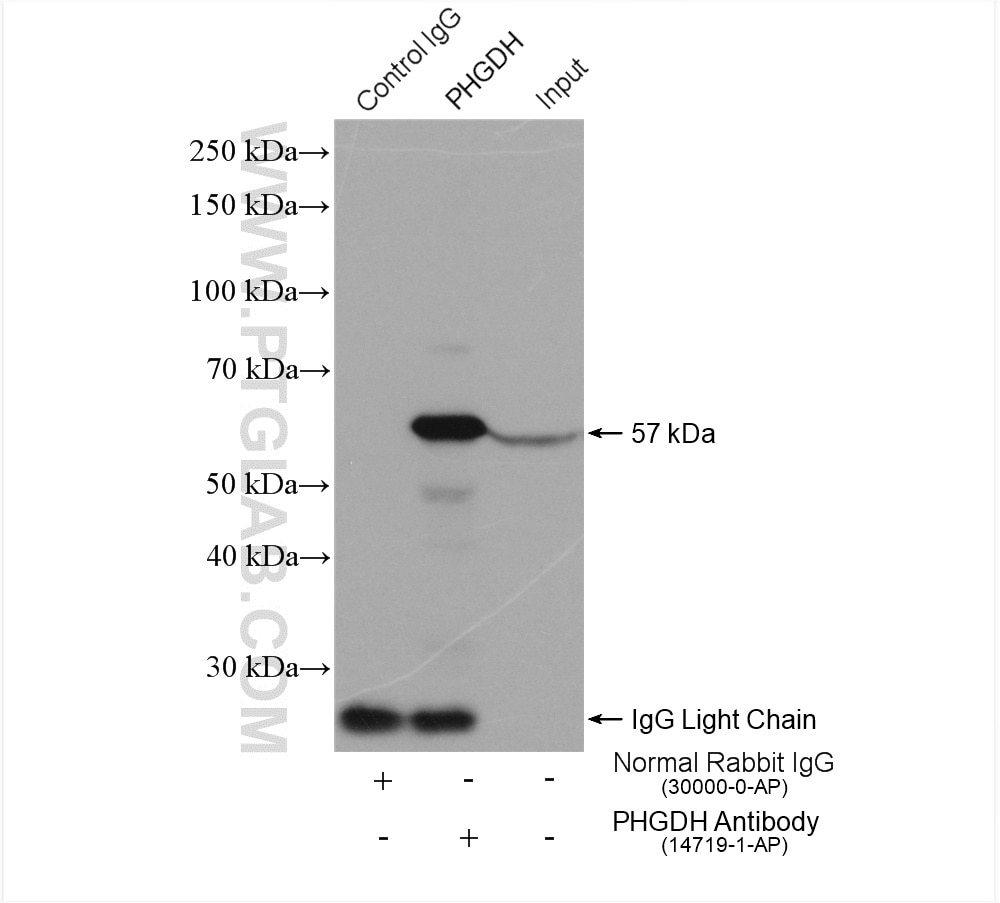 Immunoprecipitation (IP) experiment of HeLa cells using PHGDH Polyclonal antibody (14719-1-AP)