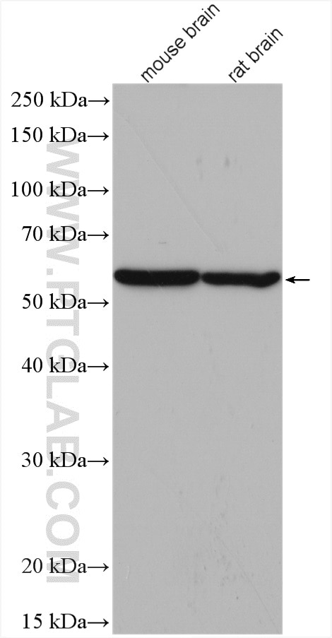 Western Blot (WB) analysis of various lysates using PHGDH Polyclonal antibody (14719-1-AP)
