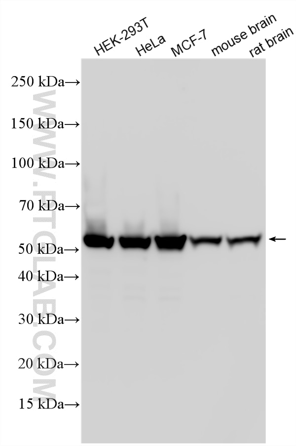 WB analysis using 14719-1-AP Western Blot (WB) analysis of various lysates using PHGDH Polyclonal antibody (14719-1-AP)