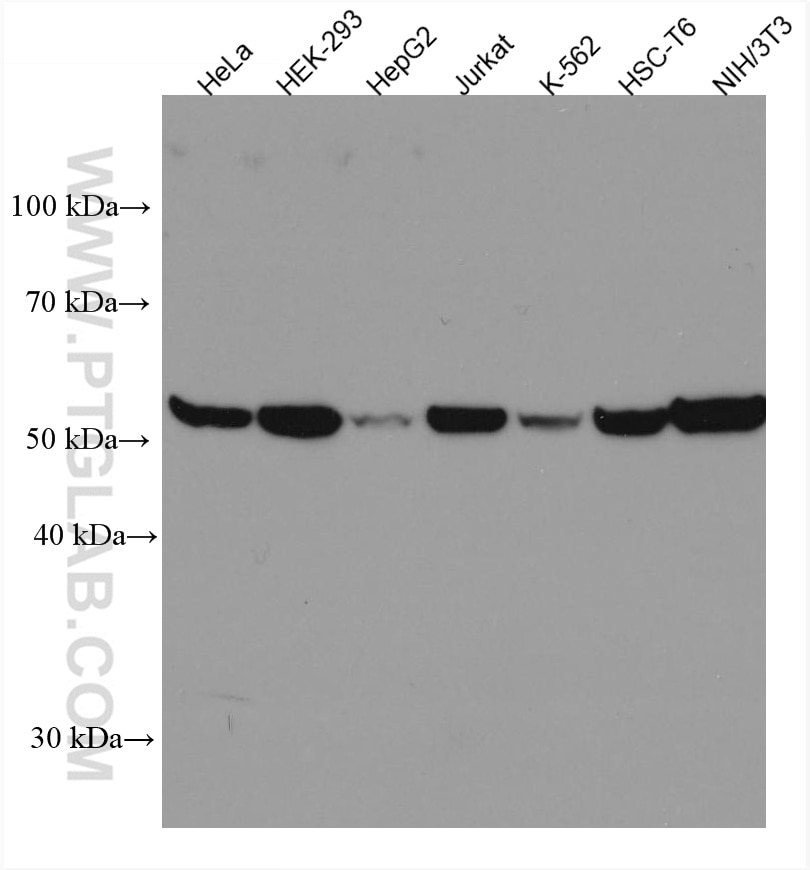 Western Blot (WB) analysis of various lysates using PHGDH Monoclonal antibody (67591-1-Ig)