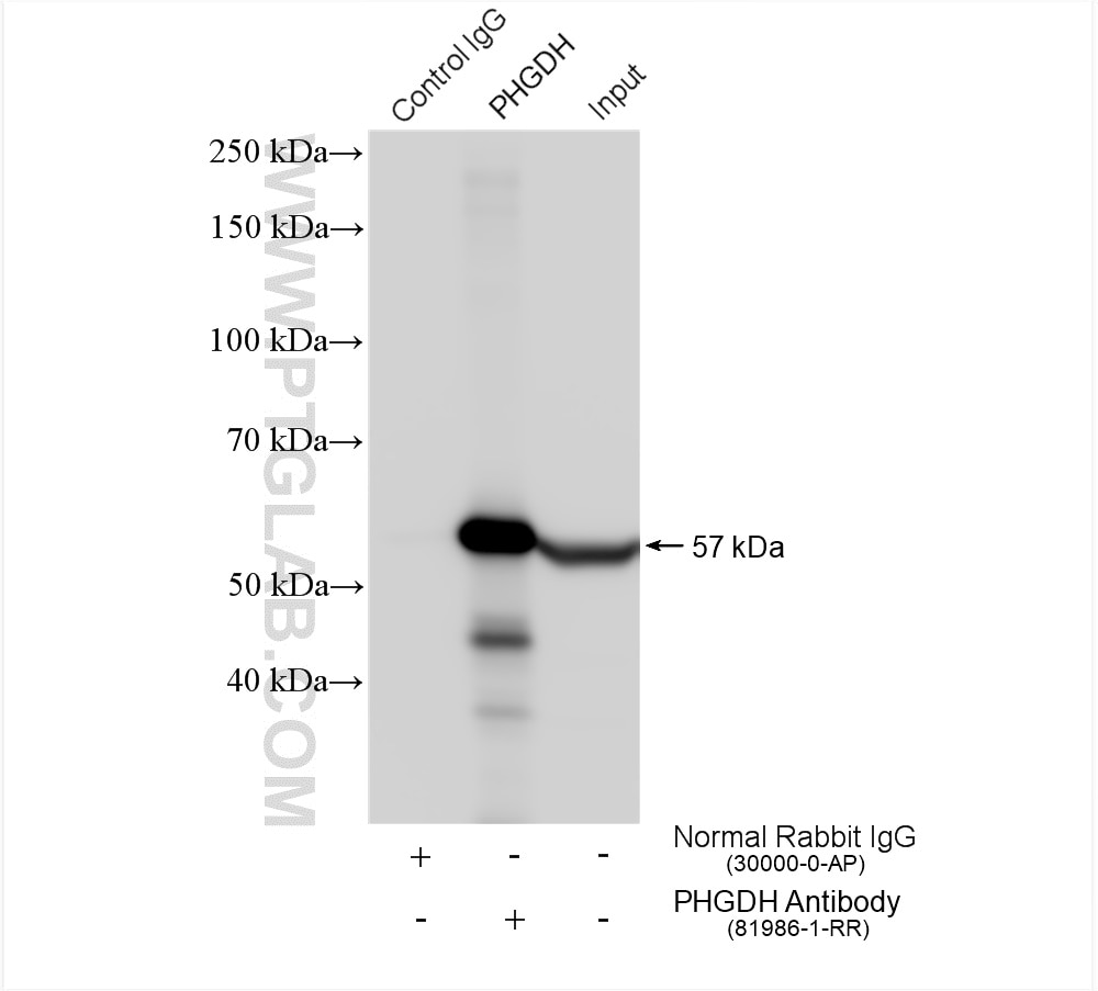 Immunoprecipitation (IP) experiment of HeLa cells using PHGDH Recombinant antibody (81986-1-RR)