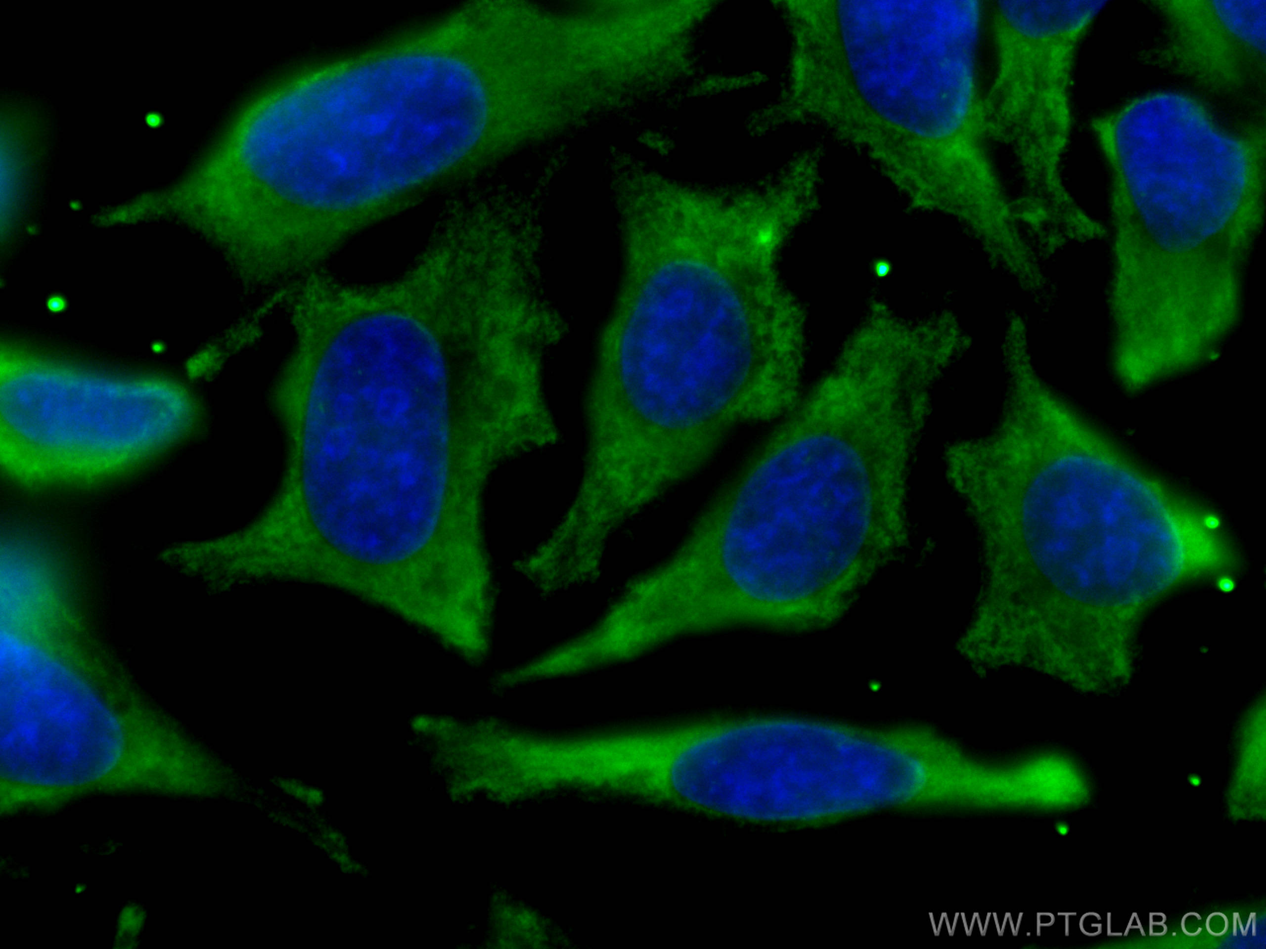 Immunofluorescence (IF) / fluorescent staining of HeLa cells using CoraLite® Plus 488-conjugated PHGDH Monoclonal ant (CL488-67591)