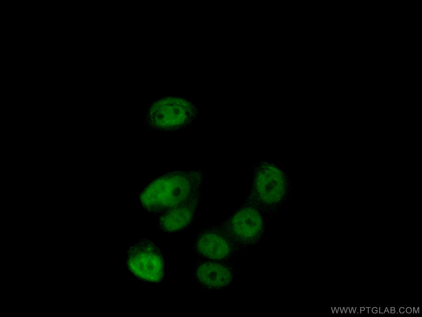 Immunofluorescence (IF) / fluorescent staining of MCF-7 cells using PHIP Polyclonal antibody (20933-1-AP)