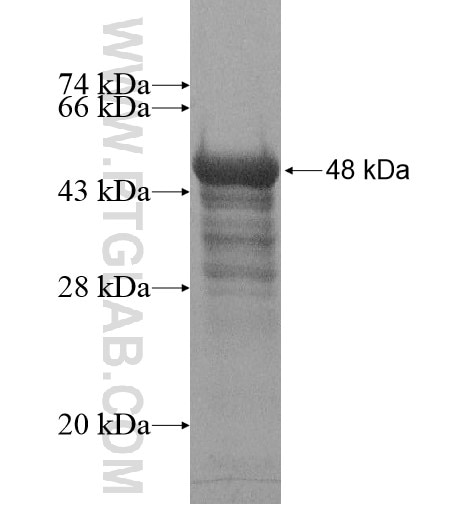 PHIP fusion protein Ag14968 SDS-PAGE