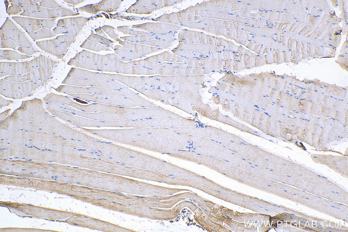 IHC staining of mouse skeletal muscle using 16743-1-AP