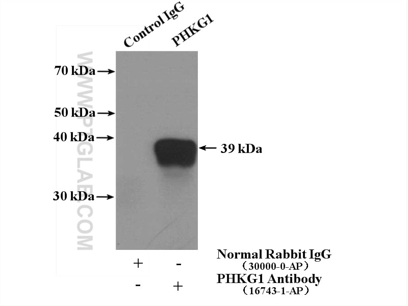 Immunoprecipitation (IP) experiment of mouse skeletal muscle tissue using PHKG1 Polyclonal antibody (16743-1-AP)