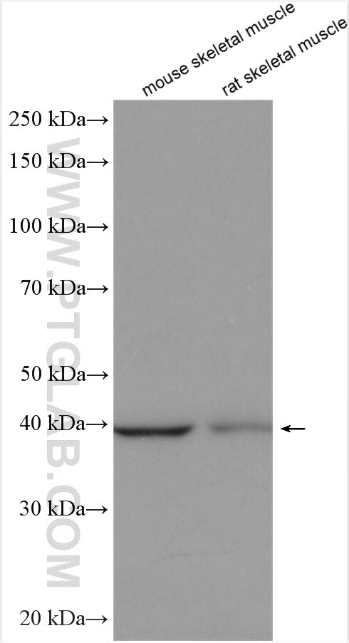 Western Blot (WB) analysis of various lysates using PHKG1 Polyclonal antibody (16743-1-AP)