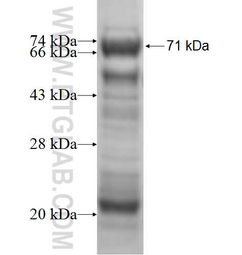 PHKG1 fusion protein Ag10032 SDS-PAGE