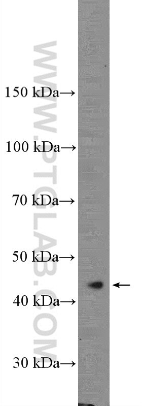 Western Blot (WB) analysis of mouse testis tissue using PHKG2 Polyclonal antibody (15109-1-AP)