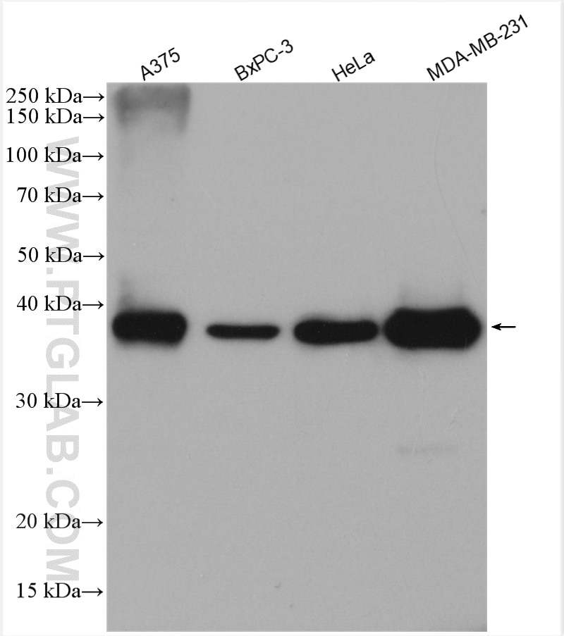 Western Blot (WB) analysis of various lysates using PHLDA1 Polyclonal antibody (18263-1-AP)