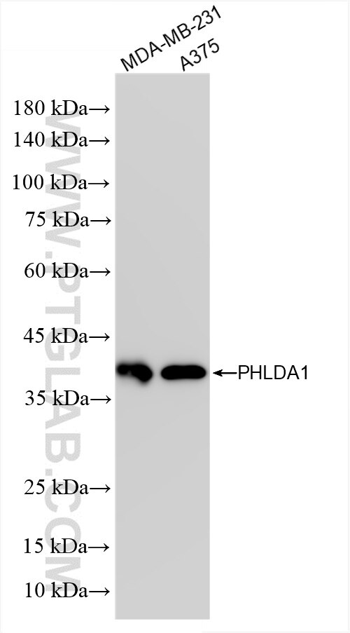 Western Blot (WB) analysis of various lysates using PHLDA1 Recombinant antibody (85783-1-RR)