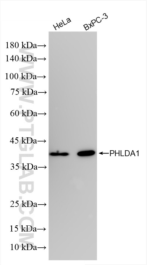 Western Blot (WB) analysis of various lysates using PHLDA1 Recombinant antibody (85783-1-RR)