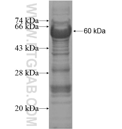 PHLDA1 fusion protein Ag13125 SDS-PAGE