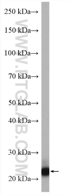 Western Blot (WB) analysis of human placenta tissue using PHLDA2 Polyclonal antibody (14661-1-AP)