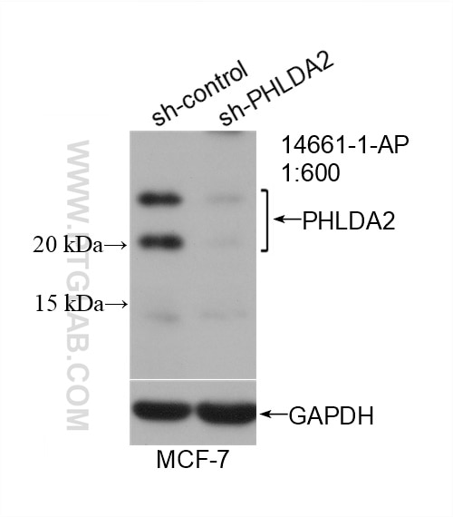 Western Blot (WB) analysis of MCF-7 cells using PHLDA2 Polyclonal antibody (14661-1-AP)