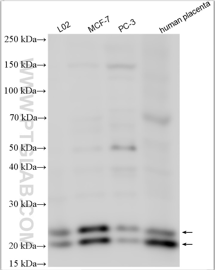Western Blot (WB) analysis of various lysates using PHLDA2 Polyclonal antibody (14661-1-AP)