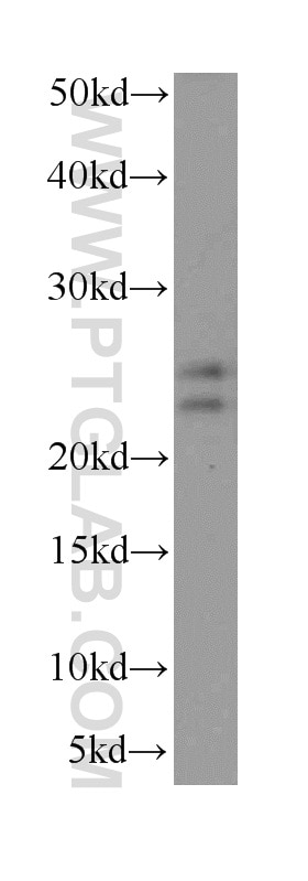 Western Blot (WB) analysis of PC-3 cells using PHLDA2 Polyclonal antibody (14661-1-AP)