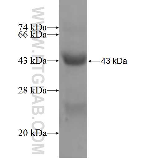 PHLDA2 fusion protein Ag6331 SDS-PAGE