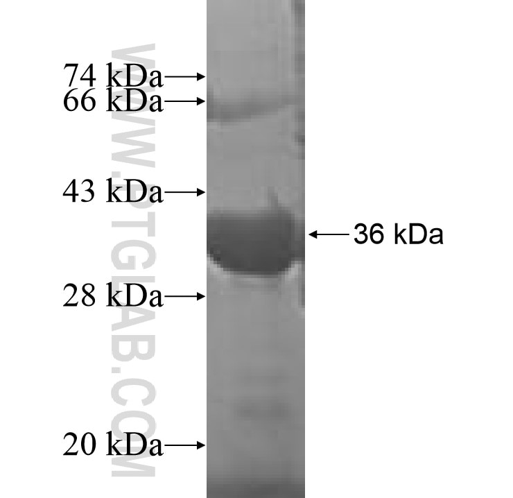 PHLDA3 fusion protein Ag8718 SDS-PAGE