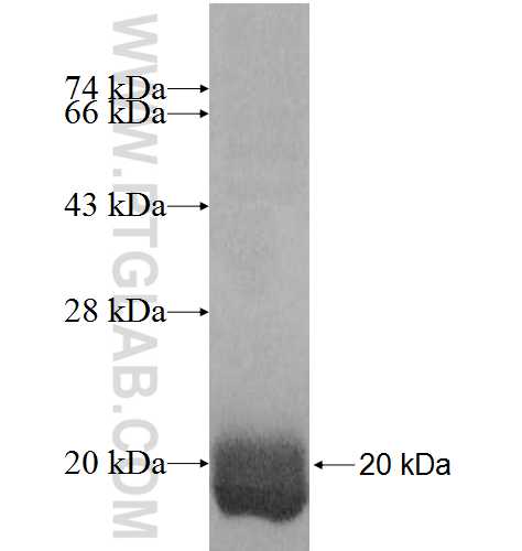 PHLDA3 fusion protein Ag8886 SDS-PAGE