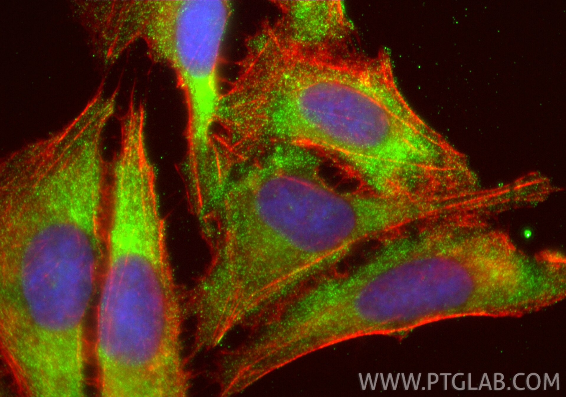 Immunofluorescence (IF) / fluorescent staining of U2OS cells using PHLDB1 Polyclonal antibody (33225-1-AP)