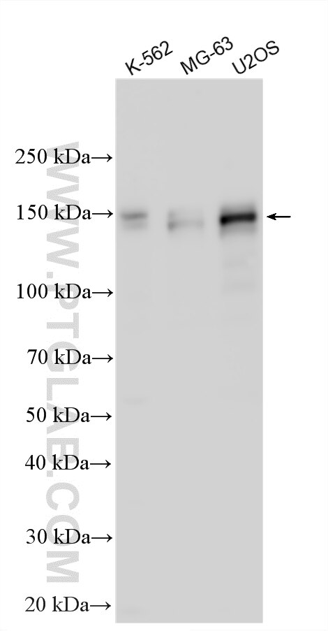 Western Blot (WB) analysis of various lysates using PHLDB1 Polyclonal antibody (33225-1-AP)