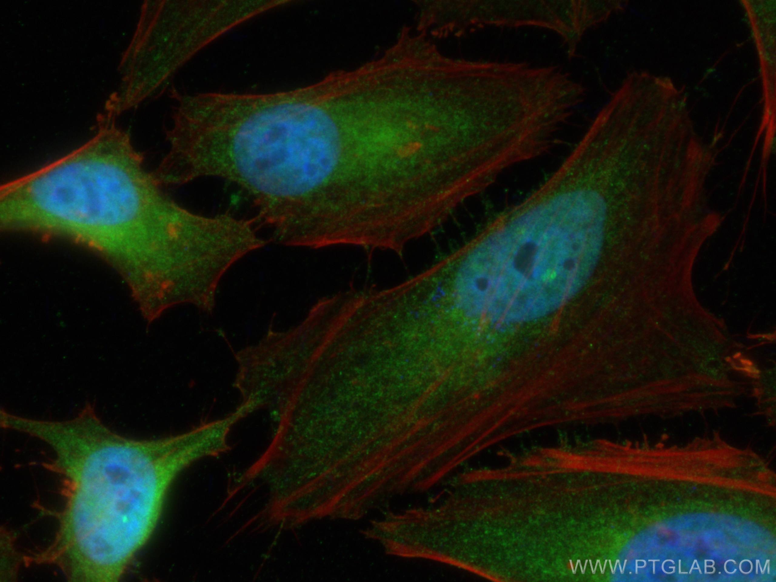 Immunofluorescence (IF) / fluorescent staining of HeLa cells using PHLPP Polyclonal antibody (22789-1-AP)
