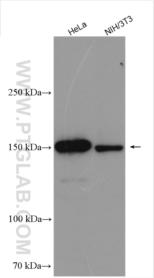 Western Blot (WB) analysis of various lysates using PHLPPL Polyclonal antibody (25244-1-AP)