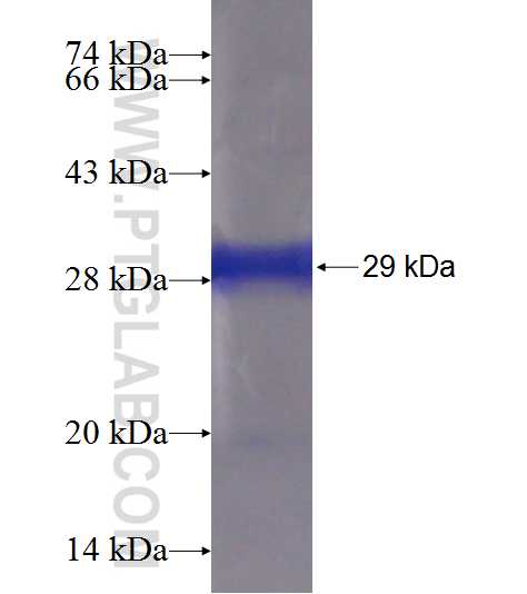 PHLPPL fusion protein Ag19000 SDS-PAGE