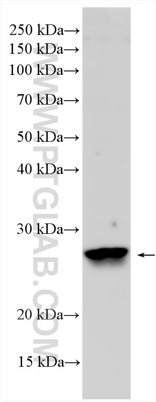 Western Blot (WB) analysis of mouse testis tissue using PHOSPHO2 Polyclonal antibody (11869-1-AP)