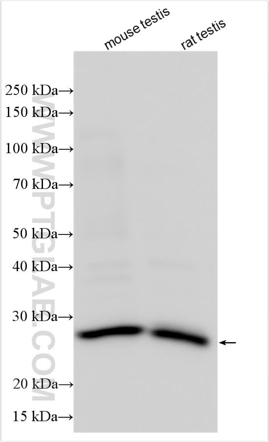 Western Blot (WB) analysis of various lysates using PHOSPHO2 Polyclonal antibody (11869-1-AP)