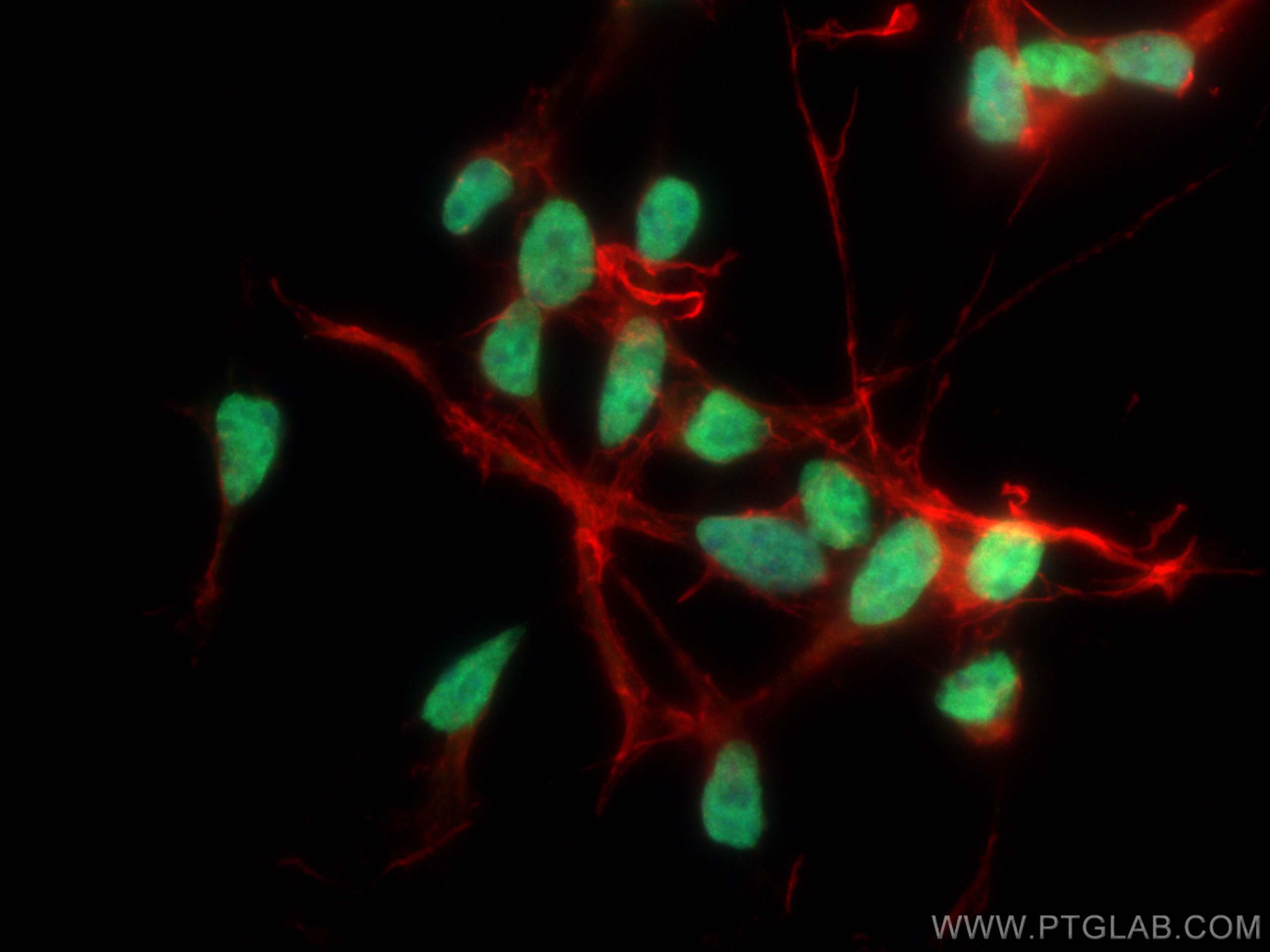Immunofluorescence (IF) / fluorescent staining of SH-SY5Y cells using PHOX2B Monoclonal antibody (66254-1-Ig)
