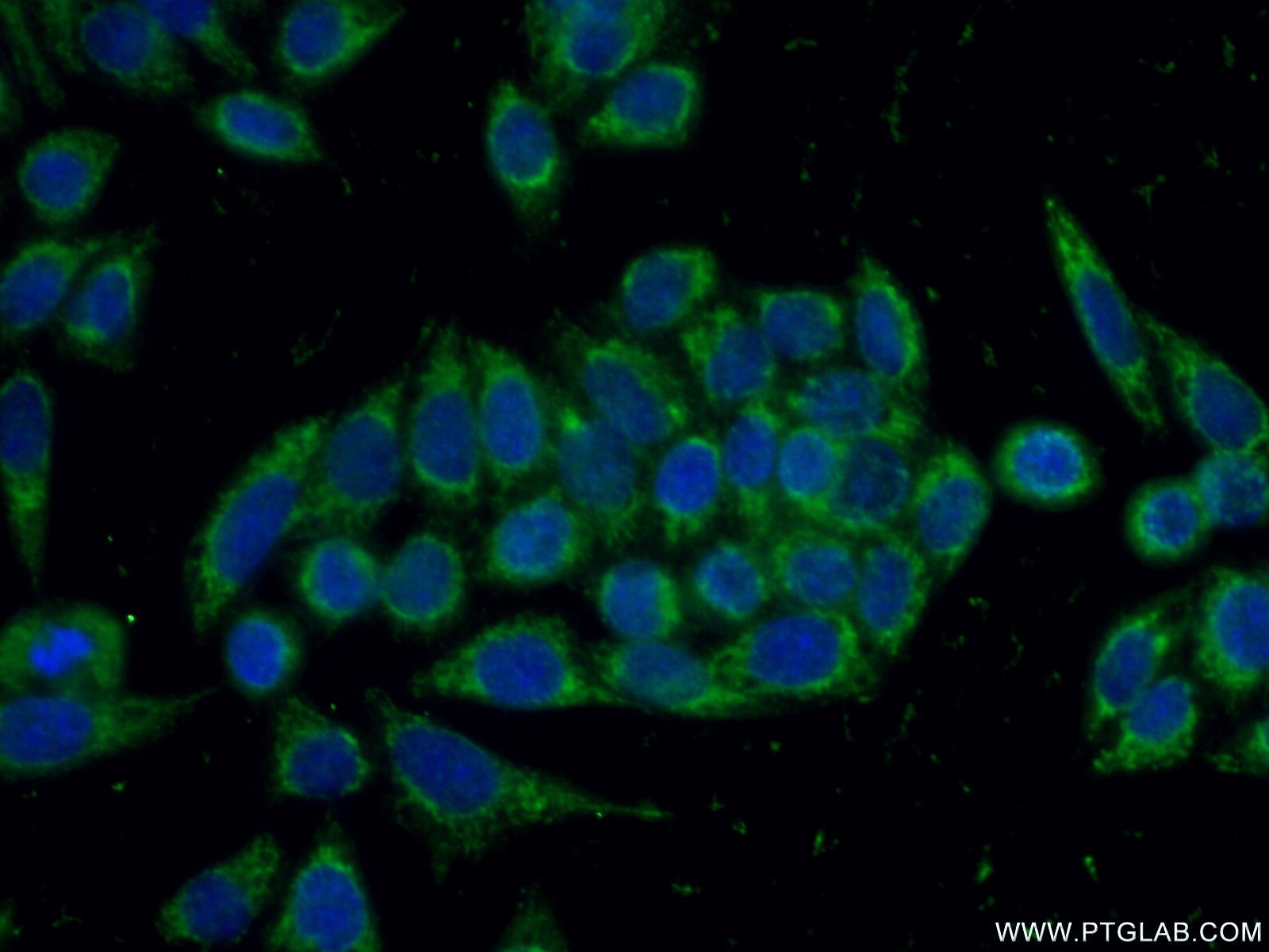 Immunofluorescence (IF) / fluorescent staining of HeLa cells using PHPT1 Polyclonal antibody (13112-1-AP)
