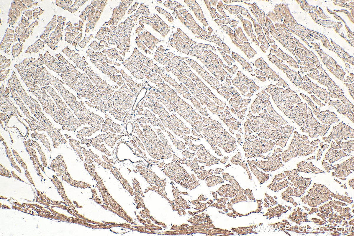 Immunohistochemical analysis of paraffin-embedded mouse heart tissue slide using 13112-1-AP (PHPT1 antibody) at dilution of 1:100 (under 10x lens). Heat mediated antigen retrieval with Tris-EDTA buffer (pH 9.0). Immunohistochemistry (IHC) staining of mouse heart tissue using PHPT1 Polyclonal antibody (13112-1-AP)
