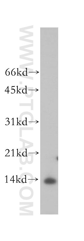 Western Blot (WB) analysis of MCF-7 cells using PHPT1 Polyclonal antibody (13112-1-AP)