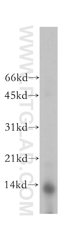 Western Blot (WB) analysis of human kidney tissue using PHPT1 Polyclonal antibody (13112-1-AP)