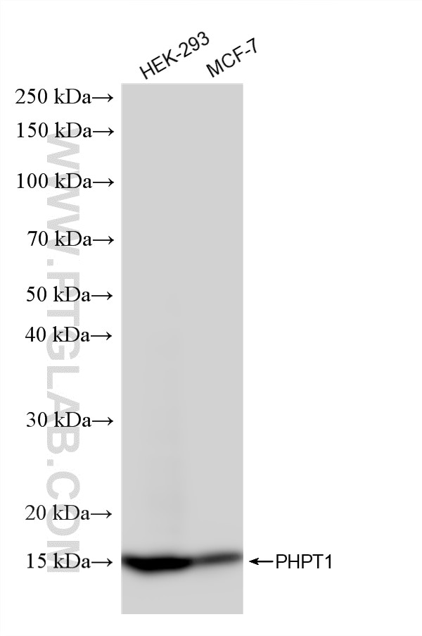 Western Blot (WB) analysis of various lysates using PHPT1 Recombinant monoclonal antibody (86736-3-RR)