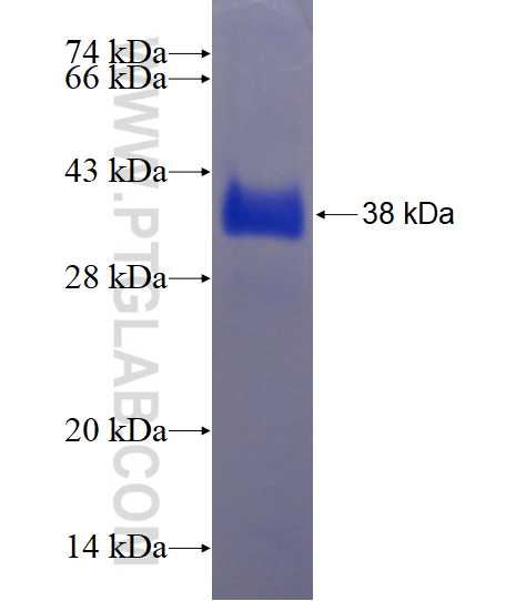 PHPT1 fusion protein Ag3778 SDS-PAGE