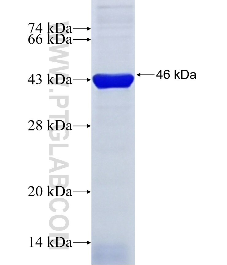 PHTF1 fusion protein Ag7183 SDS-PAGE