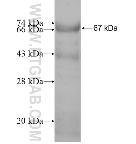 PHTF2 fusion protein Ag11274 SDS-PAGE