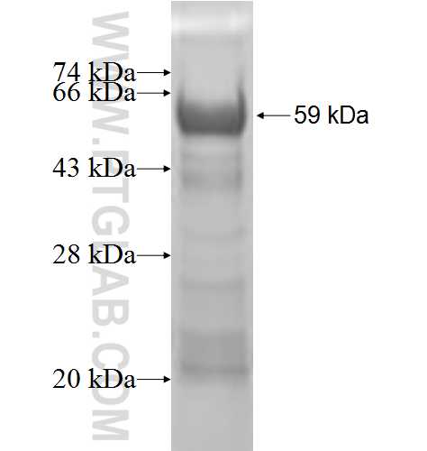 PHYHD1 fusion protein Ag9108 SDS-PAGE