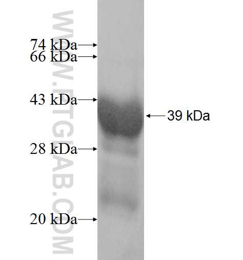 PHYHD1 fusion protein Ag9252 SDS-PAGE