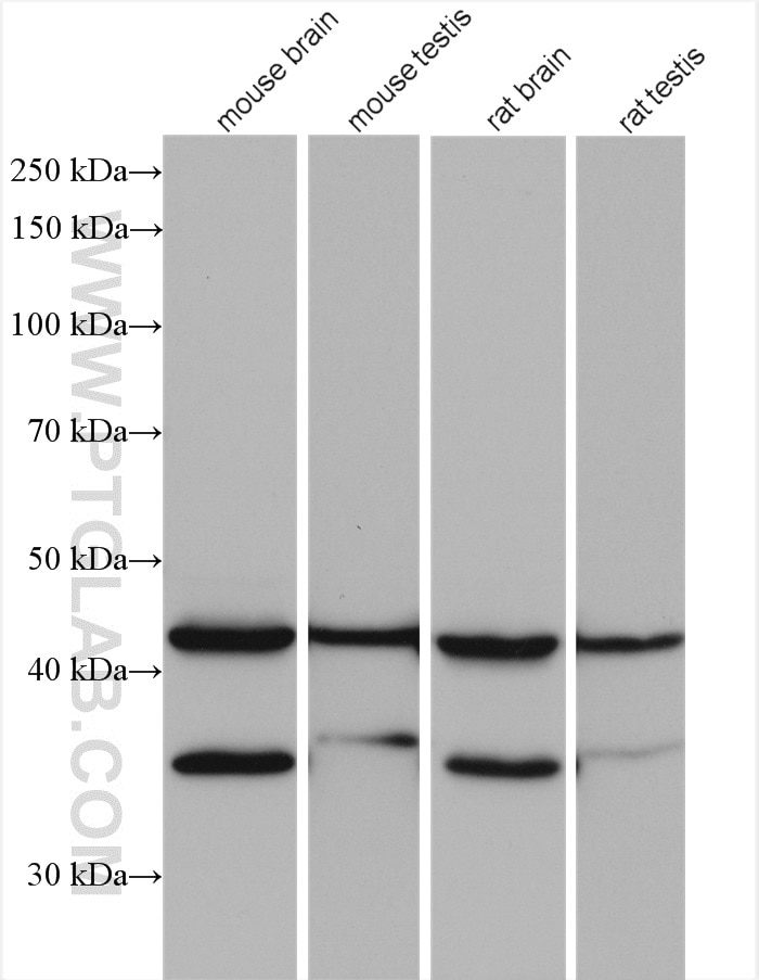 Western Blot (WB) analysis of various lysates using PHYHIPL Polyclonal antibody (16937-1-AP)
